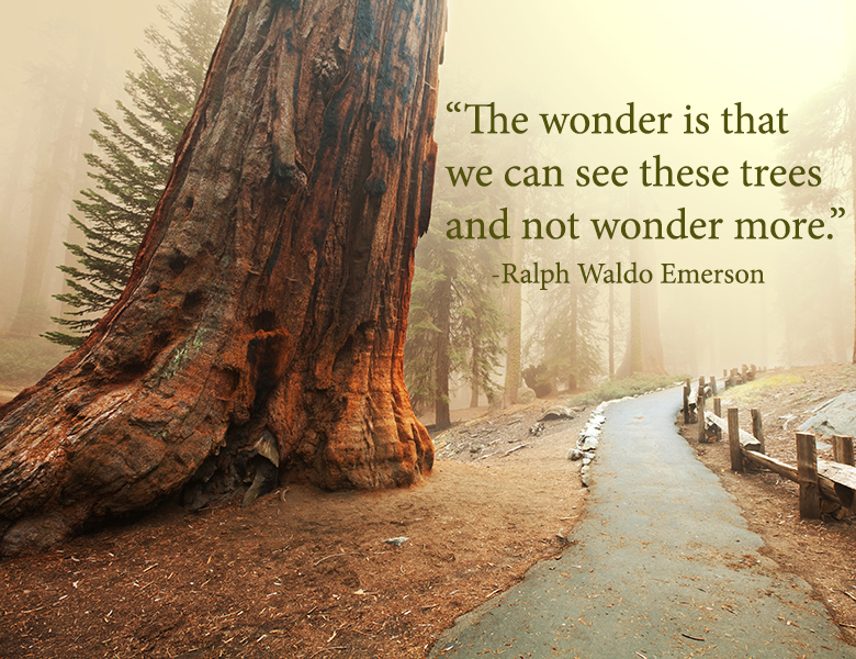  “The wonder is that we can see these trees and not wonder more.” – Ralph Waldo Emerson