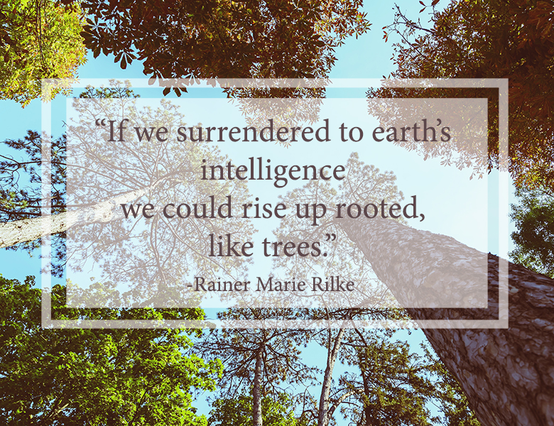 If we surrendered to earth’s intelligence we could rise up rooted, like trees.”