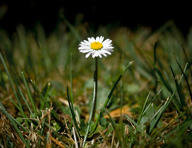 Single daisy growing that represents letting go of your past and having the courage to move forward.