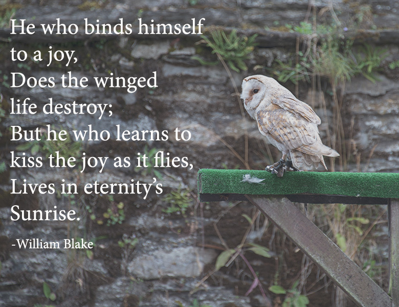 He who binds himself to joy, does the winged life destroy.