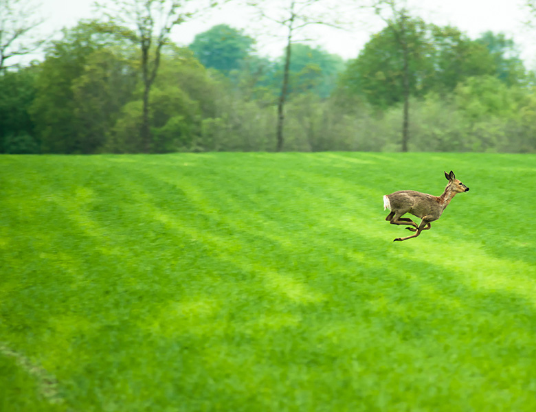 Deer running through a field.