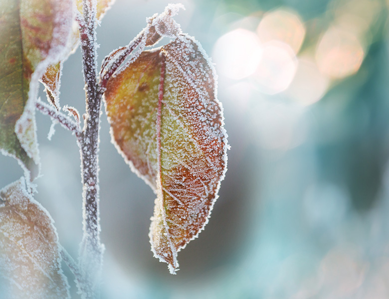 Frozen plant